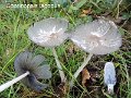 Coprinopsis lagopus-amf515